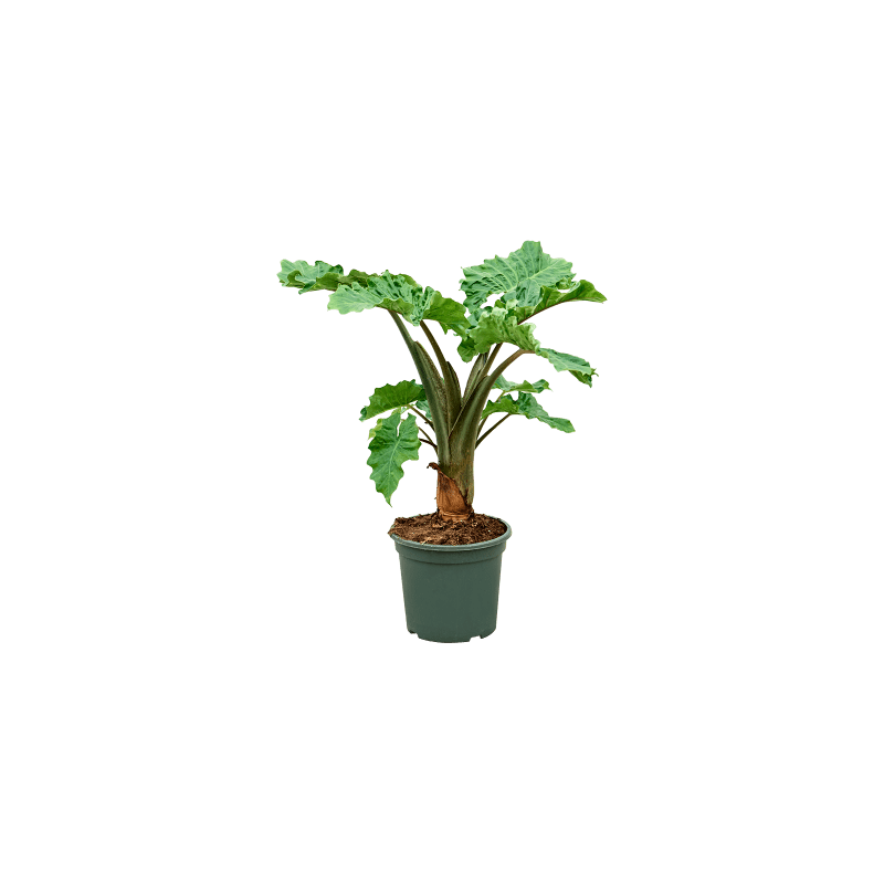 Alocasia Low Rider