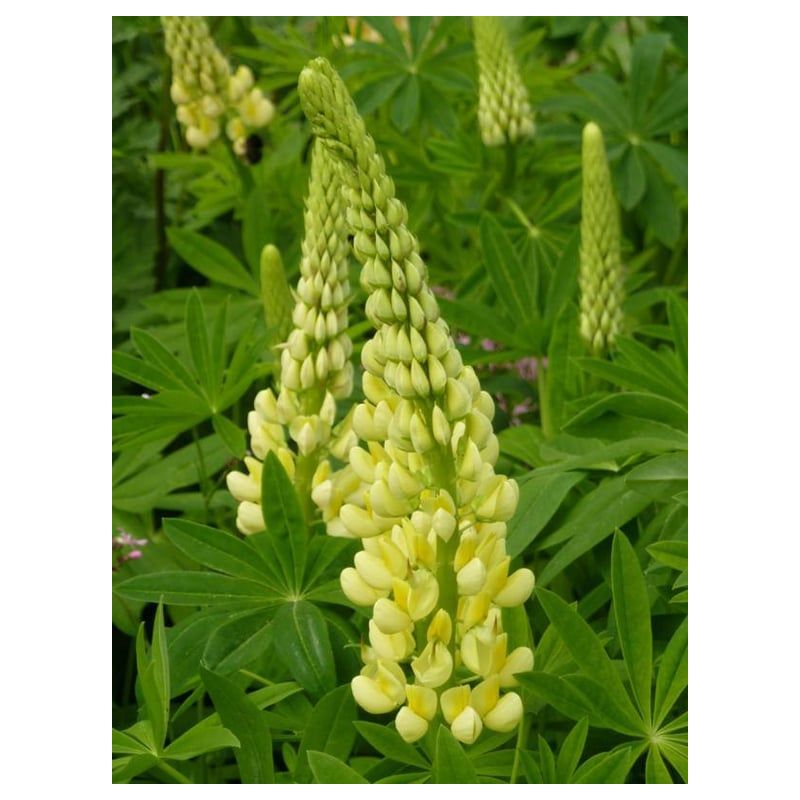 Lupinus Chandelier - 6 stuks