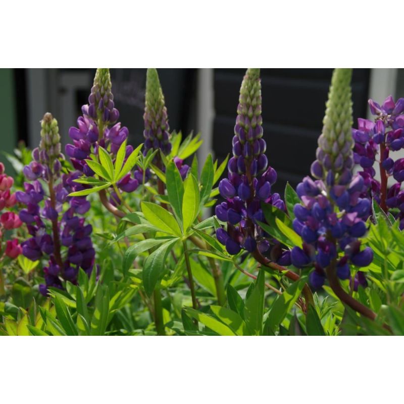 Lupinus Gallery Blue - 6 stuks