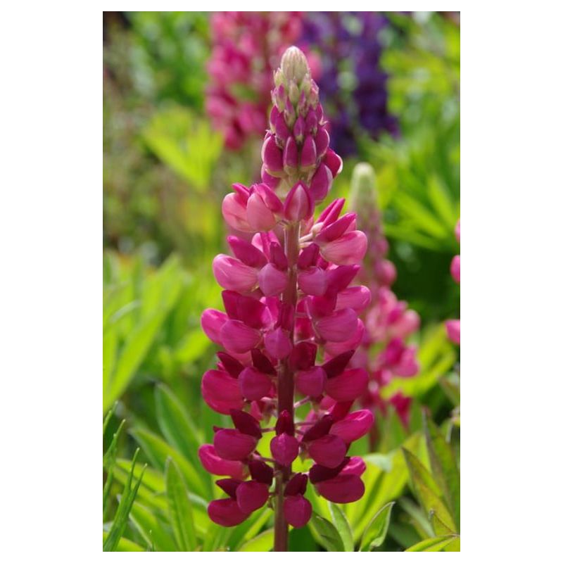 Lupinus Gallery Red - 6 stuks