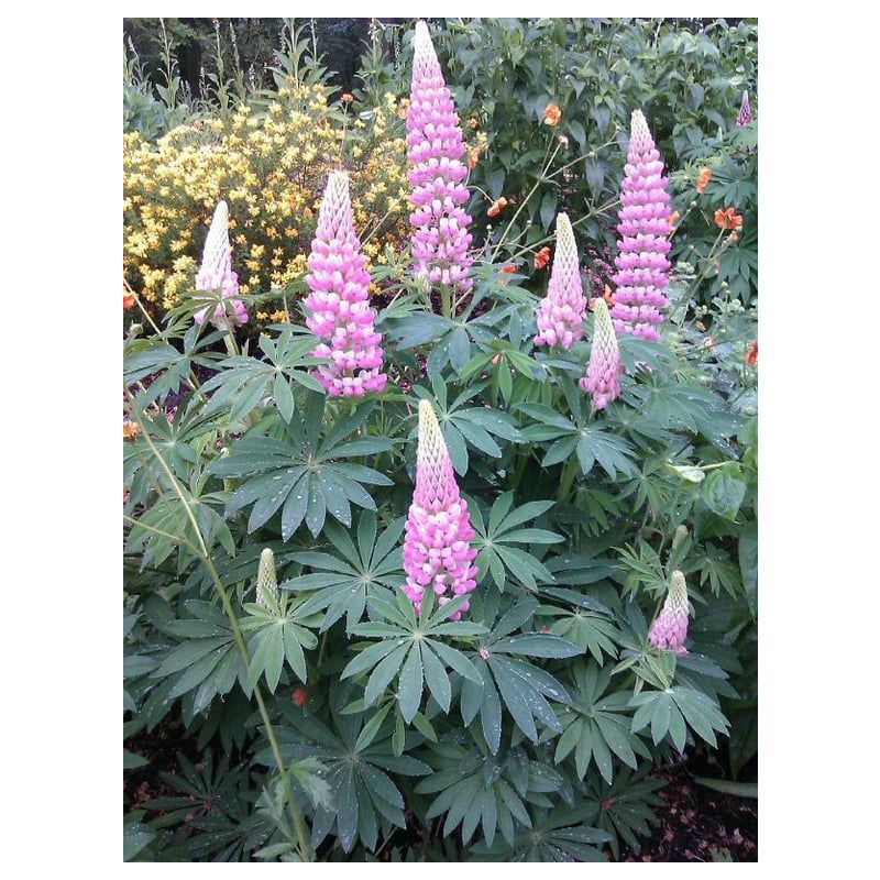 Lupinus The Chatelaine - 6 stuks