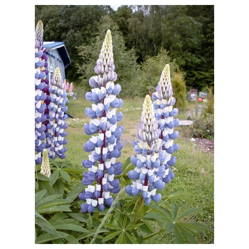 Lupinus The Governor - 6 stuks