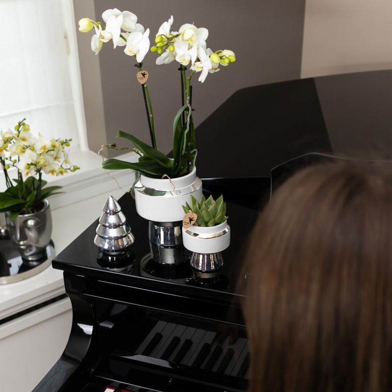 Planten Duo in Luxueus zilver