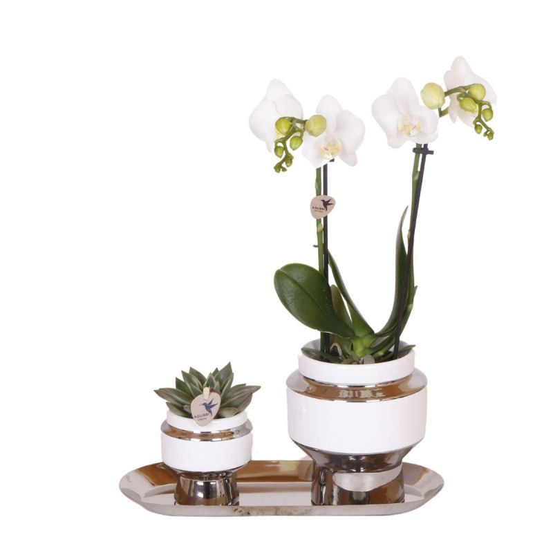 Planten Duo in Luxueus zilver