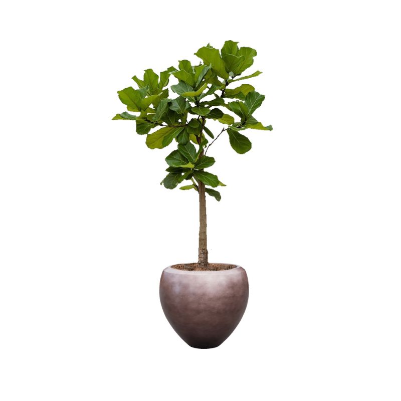 Ficus Lyrata op stam in Metallic Couple coffee