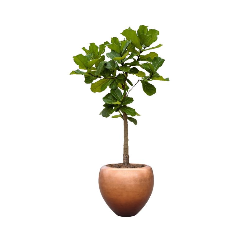 Ficus Lyrata op stam in Metallic Couple copper