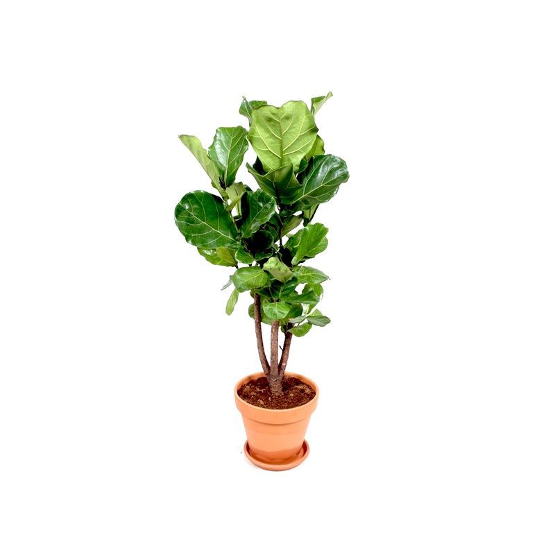 Ficus Lyrata vertakt in Terracotta