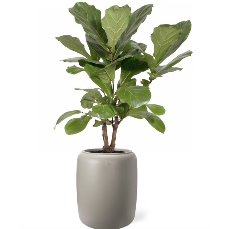 Ficus Lyrata vertakt in Pure Beads beige