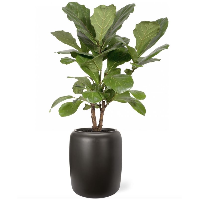 Ficus Lyrata vertakt in Pure Beads donkerbruin