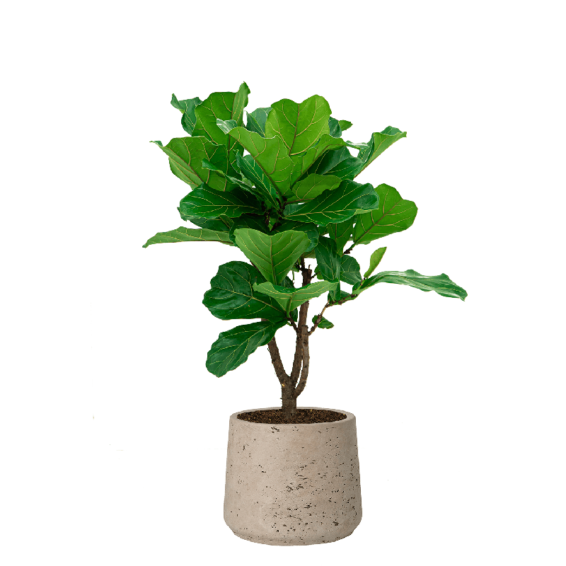 Ficus Lyrata vertakt in Rugged Patt grijs