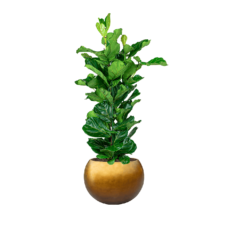 Ficus Lyrata in Metallic Globe honey