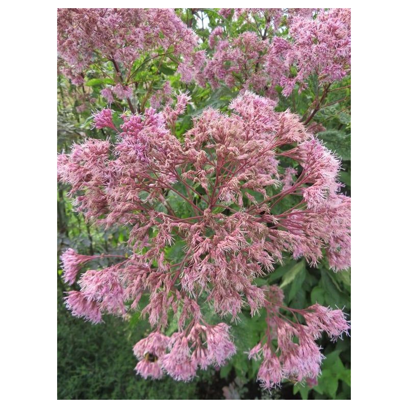 Eupatorium Atropurpureum - 6 stuks