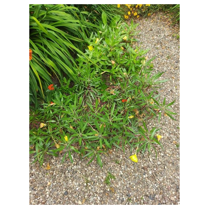 Oenothera macrocarpa - 6 stuks