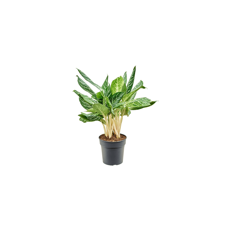 Aglaonema Madonna