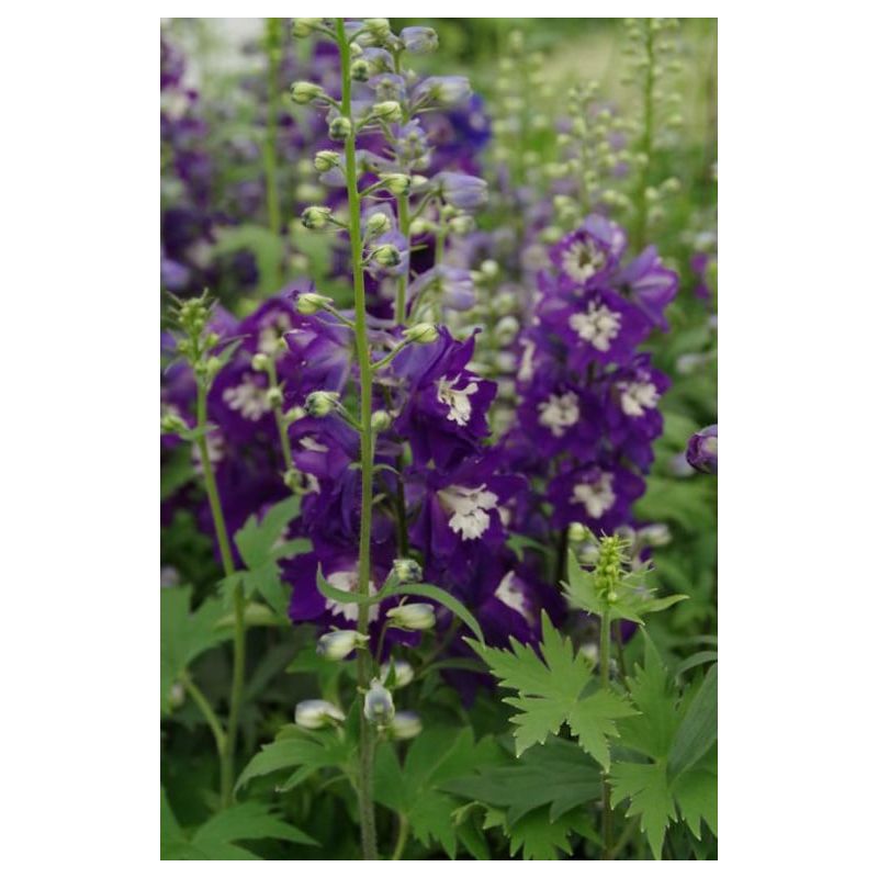 Delphinium Magic Fountains - 6 stuks