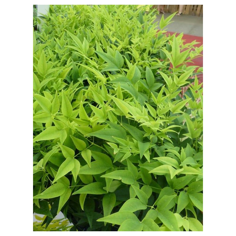 Nandina Magical Lemon & Lime