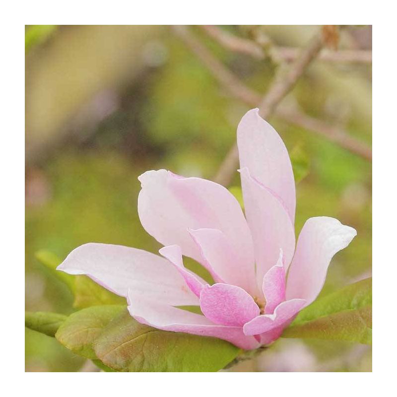 Magnolia Leonard Messel