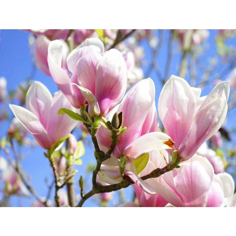 Magnolia soulangeana - hoogstam