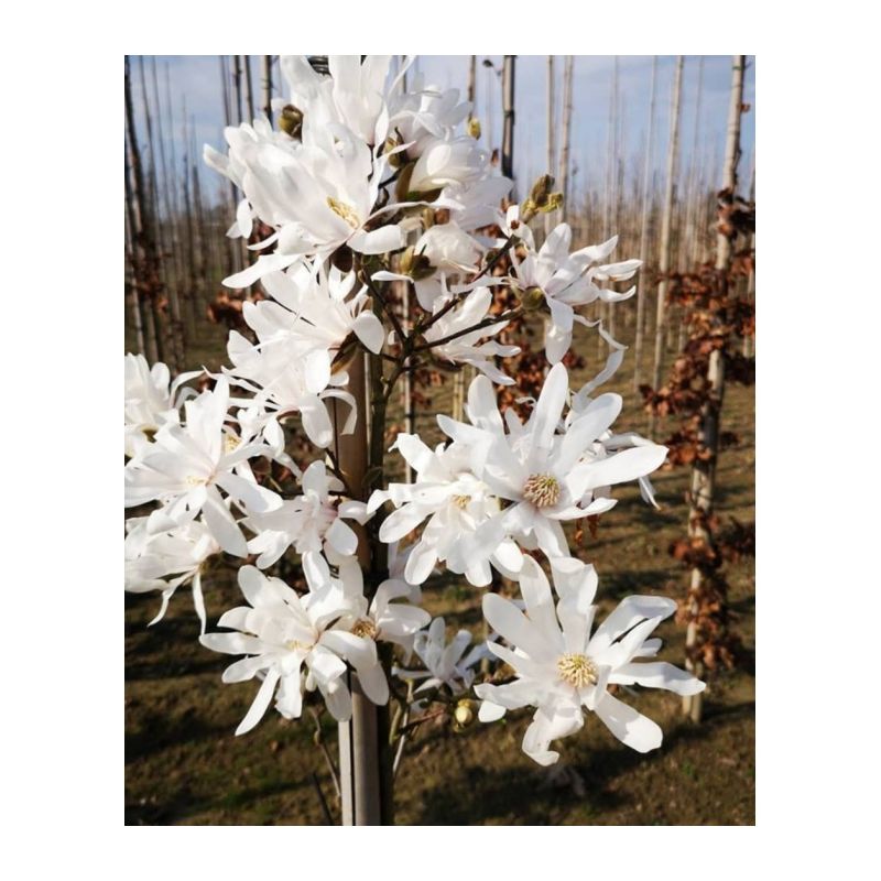 Magnolia Stellata