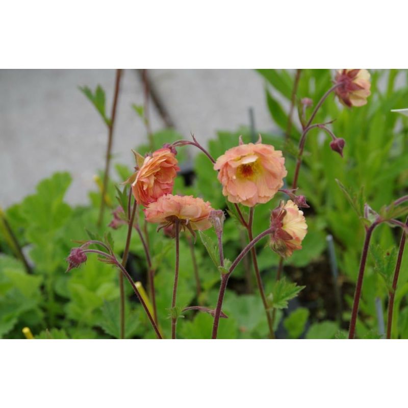 Geum Mai Tai - 6 stuks