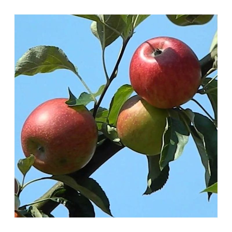 Malus Domestica 'Benoni'