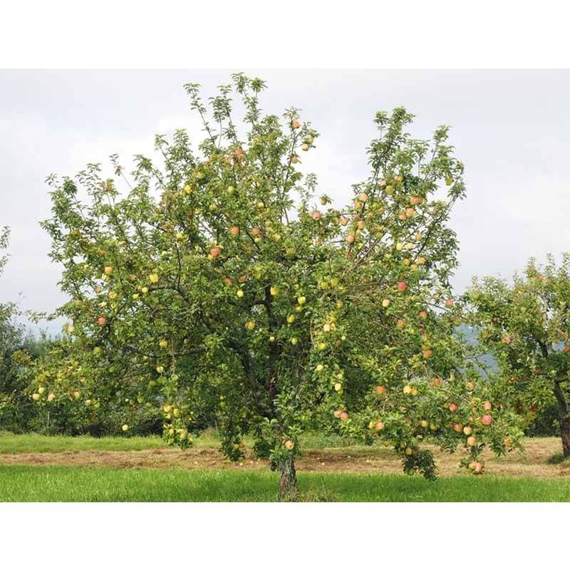 Malus Domestica 'Cox's Orange Pippin' - leiboom