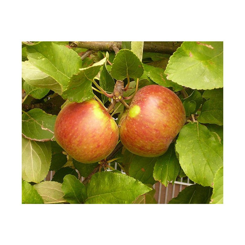 Malus Domestica 'Elstar' - leiboom 