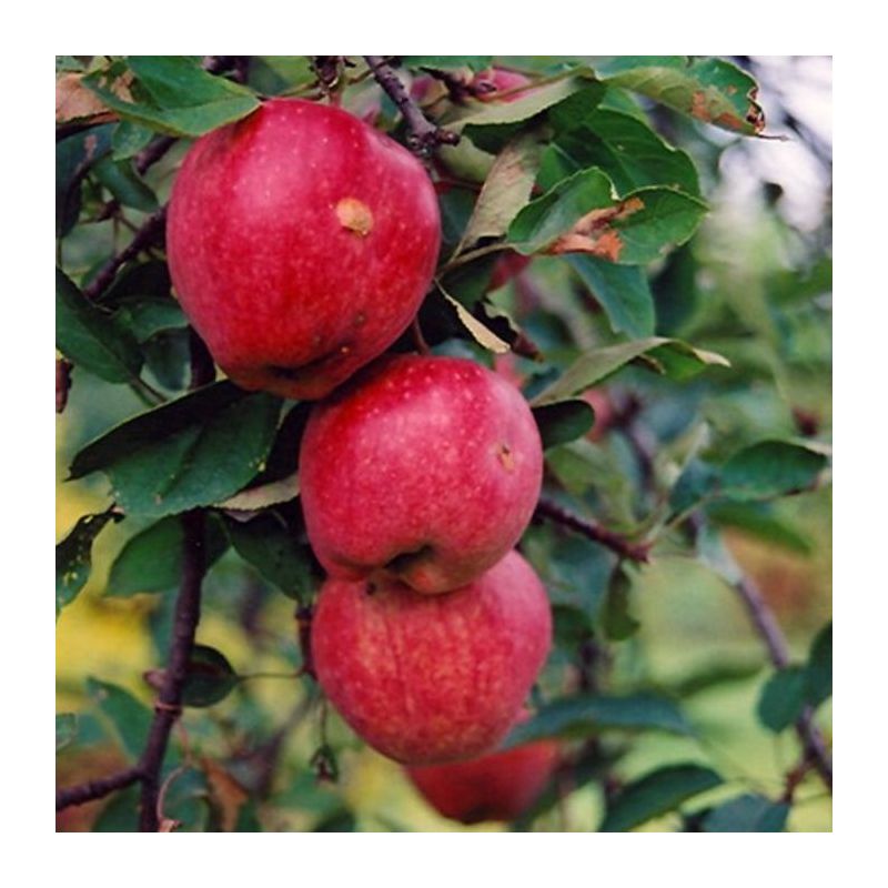 Malus Domestica 'Braeburn' - leiboom