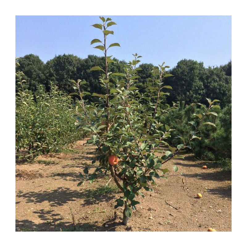 Malus Domestica 'Braeburn'