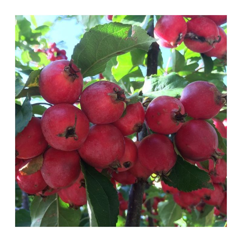 Malus 'Red Sentinel' - solitair