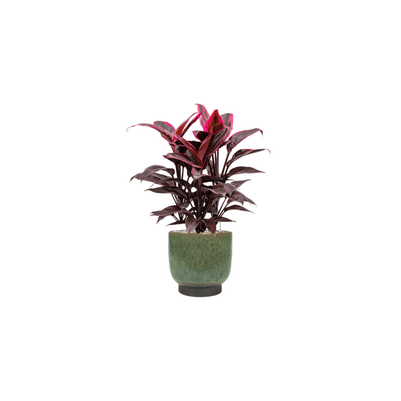 Cordyline Mambo