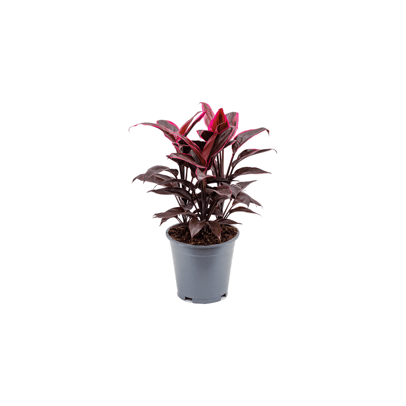 Cordyline Mambo