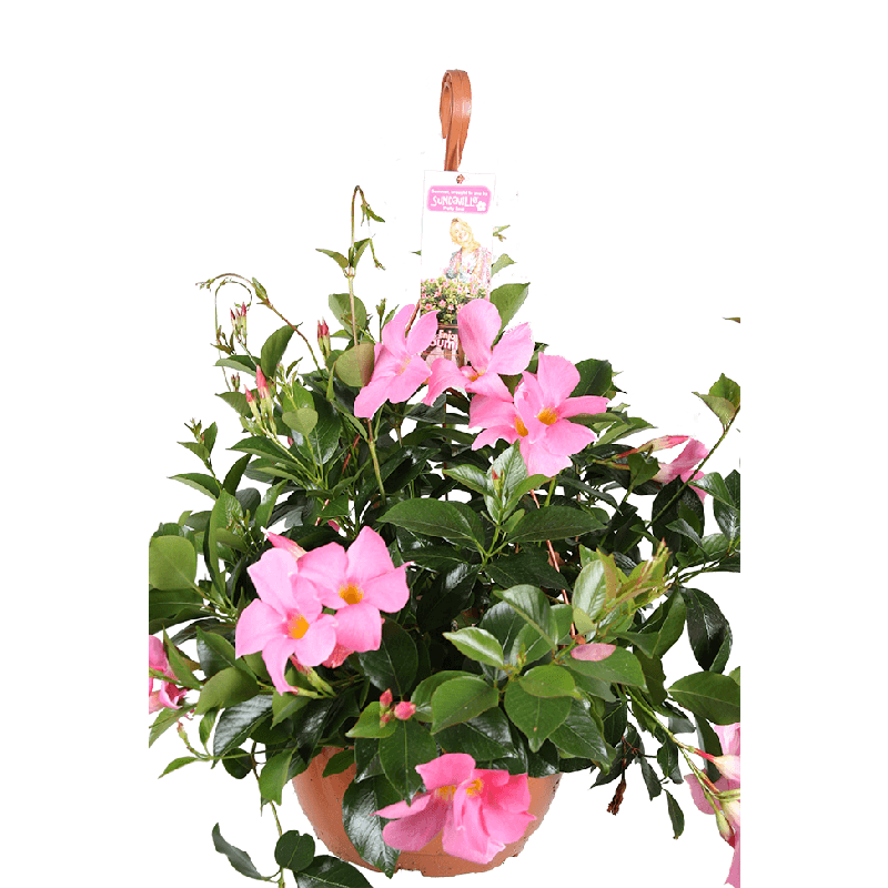 Mandevilla hanger roze