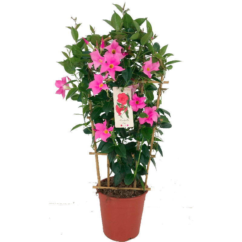 Mandevilla roze 