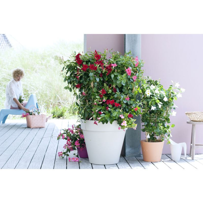 Mandevilla hanger wit