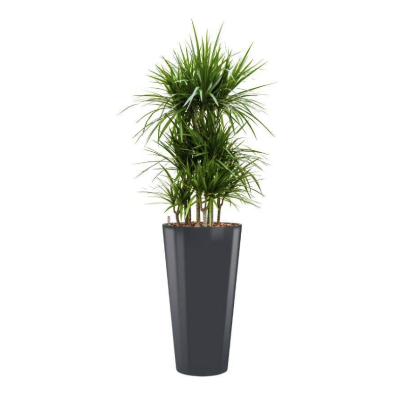 Dracaena Marginata hydrocultuur in Runner rond antraciet