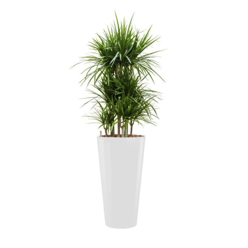 Dracaena Marginata hydrocultuur Runner rond wit