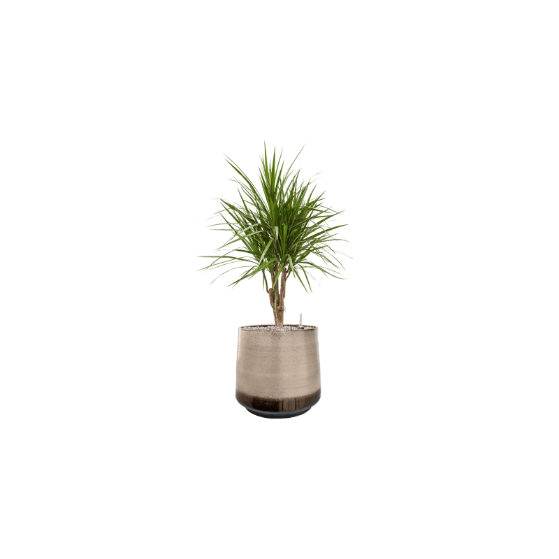 Dracaena Marginata vertakt