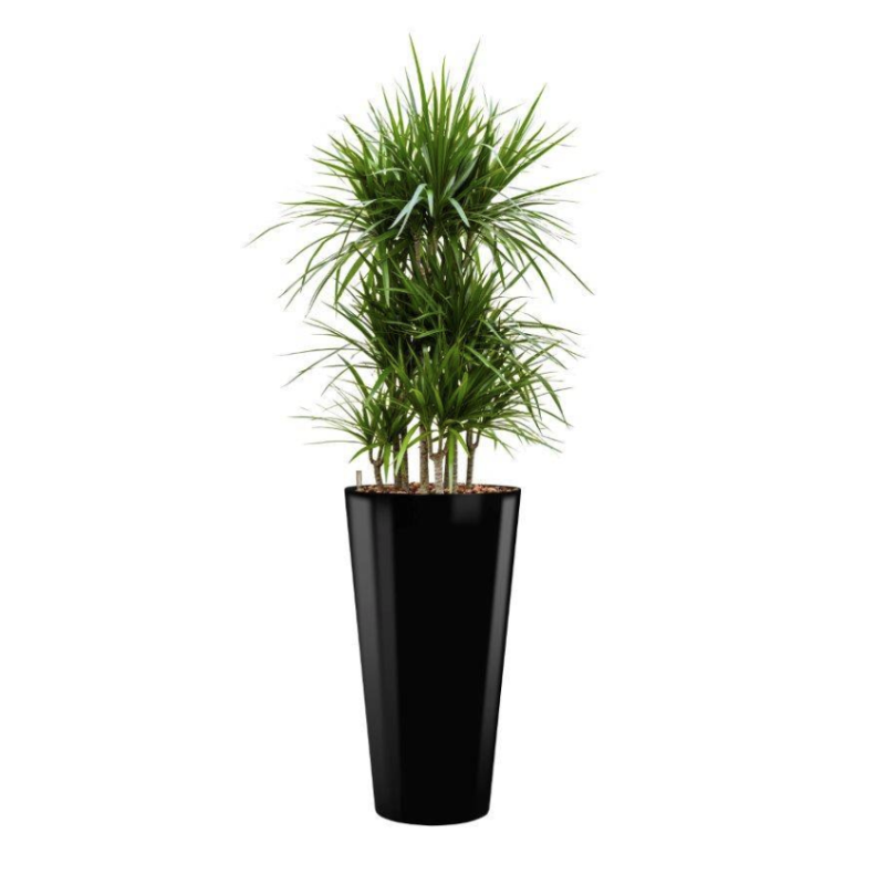 Dracaena Marginata hydrocultuur in Runner rond zwart