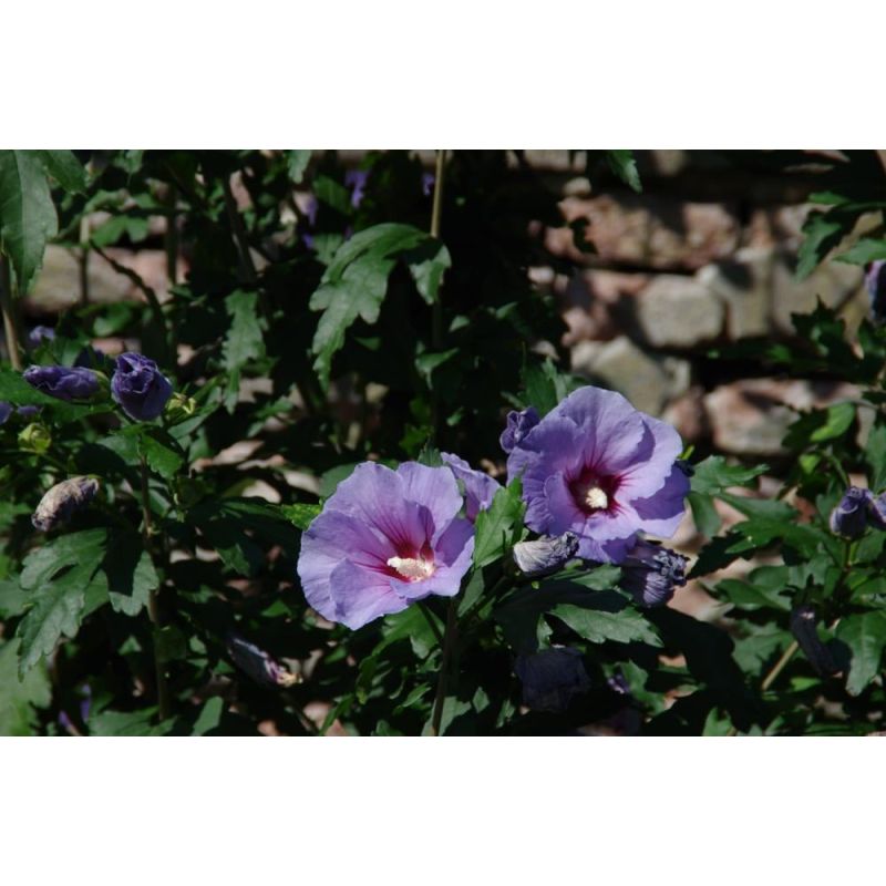 Hibiscus Marina