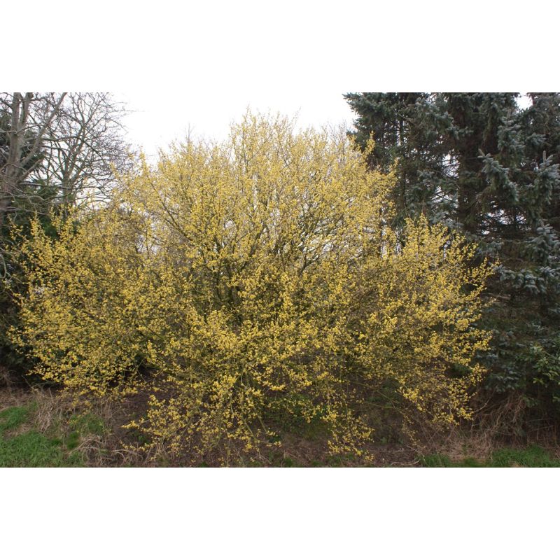 Cornus mas