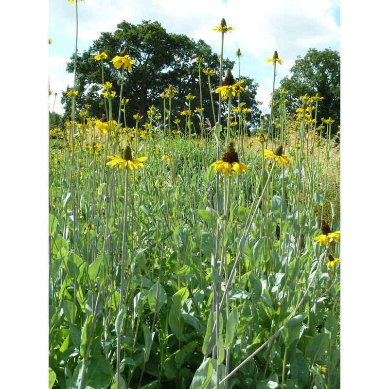 Rudbeckia maxima - 6 stuks