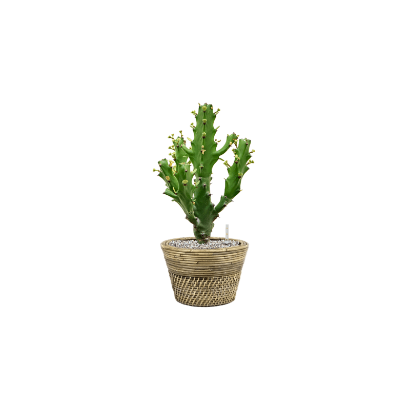 Euphorbia mayuranathanii