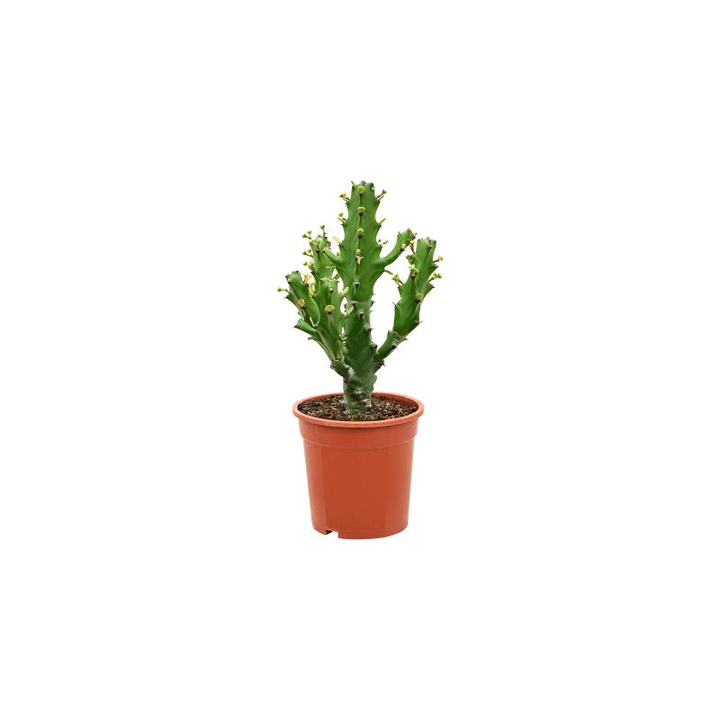 Euphorbia mayuranathanii