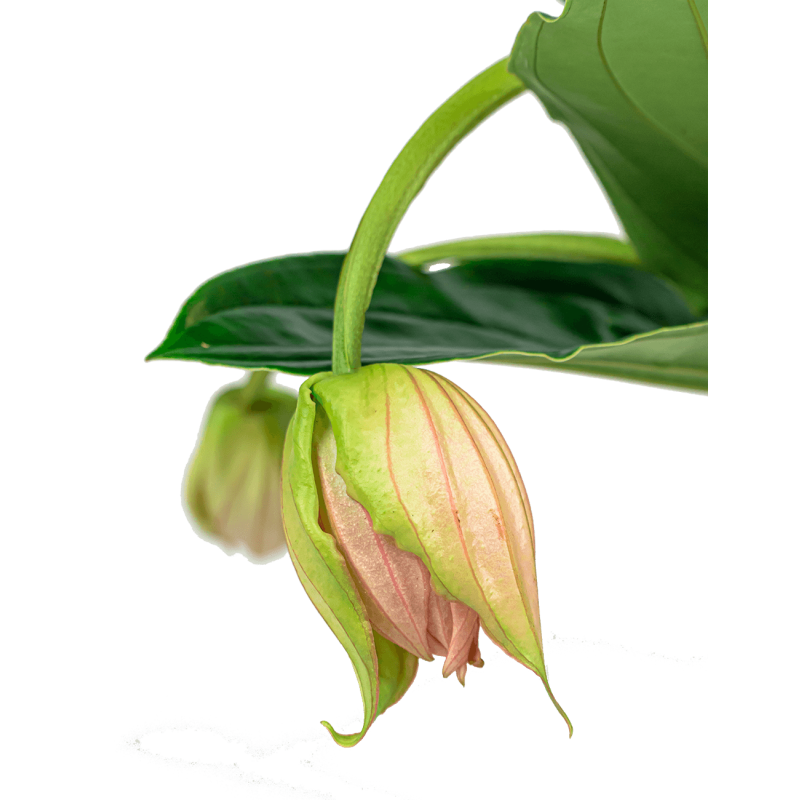 Medinilla Magnifica in Soft wit