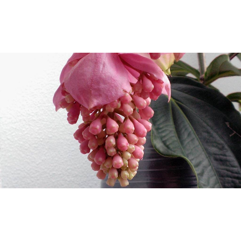 Medinilla Magnifica 