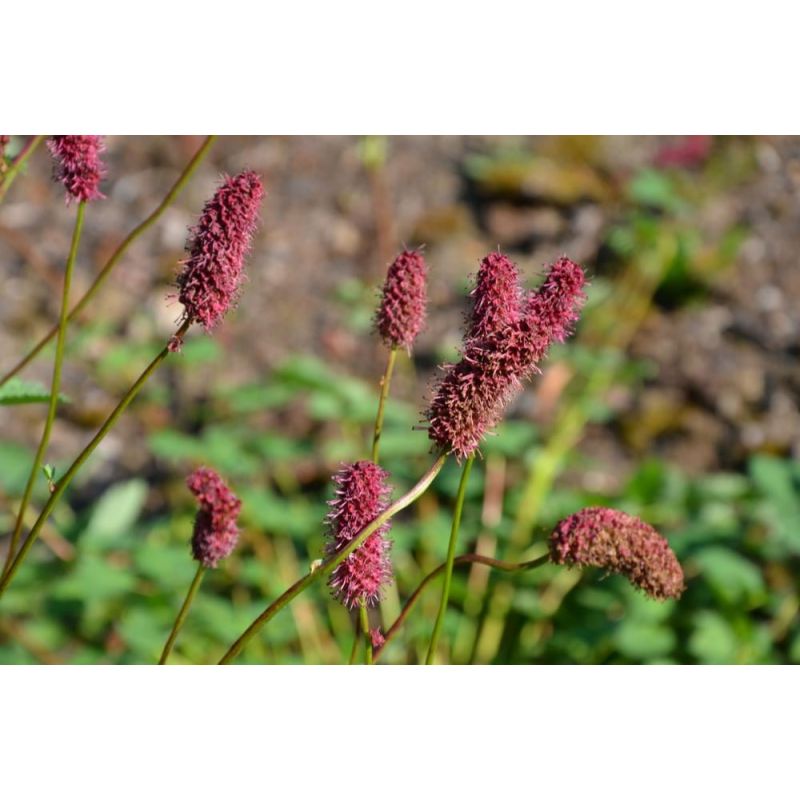 Sanguisorba menziesii - 6 stuks