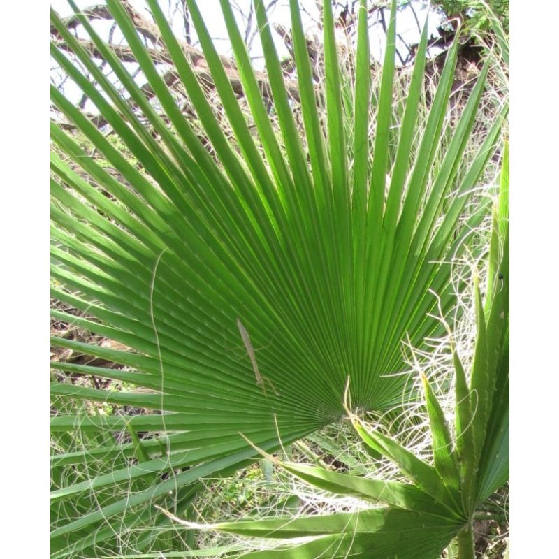 Washingtonia Robusta 