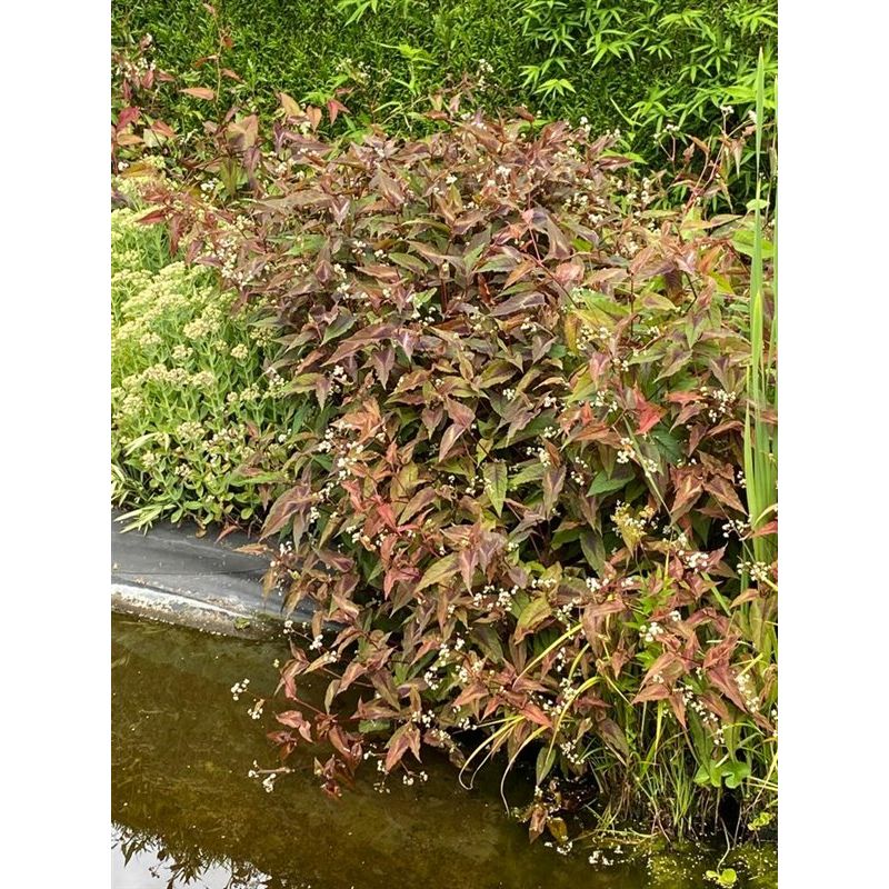 Persicaria Red Dragon - 6 stuks