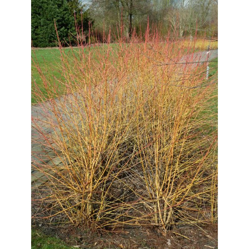 Cornus Midwinter Fire